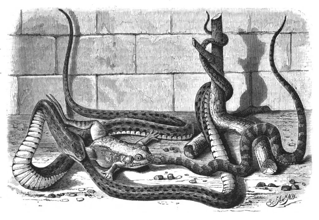 An illustration from Scientific American, Vol. 38, No. 11 (1878), 1878, leaf 8