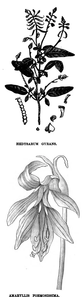 An illustration from Scientific American, Vol. 38, No. 15 (1878), 1878, leaf 10