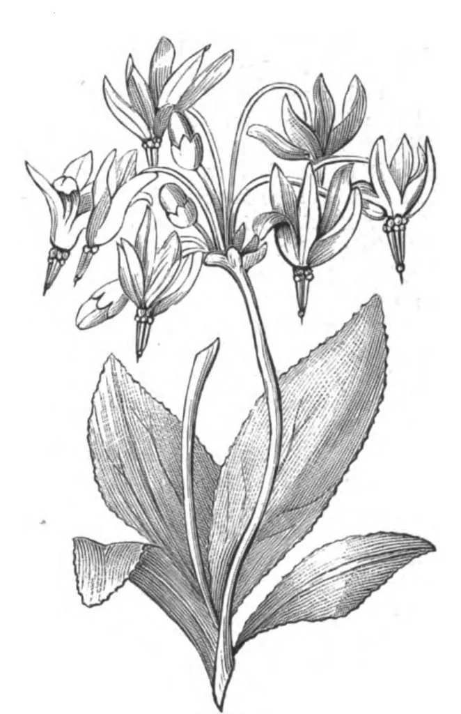 An illustration from Scientific American, Vol. 38, No. 15 (1878), 1878, leaf 10