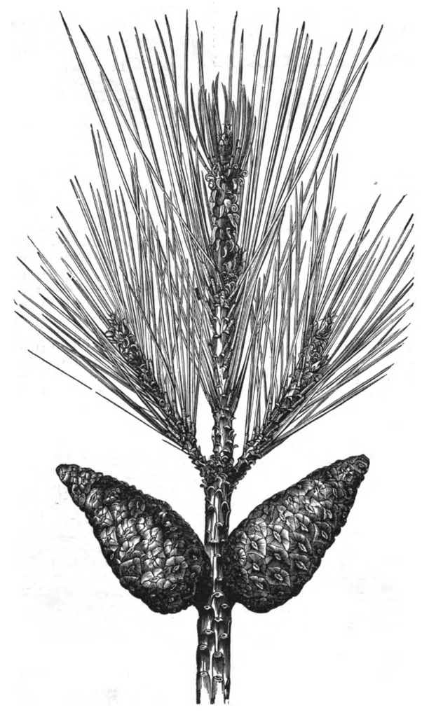 An illustration from Scientific American, Vol. 38, No. 18 (1878), 1878, leaf 9