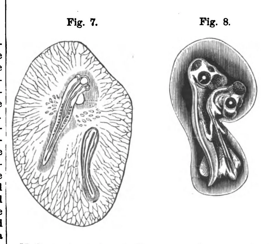 An illustration from Scientific American, Vol. 38, No. 20 (1878), 1878, leaf 7