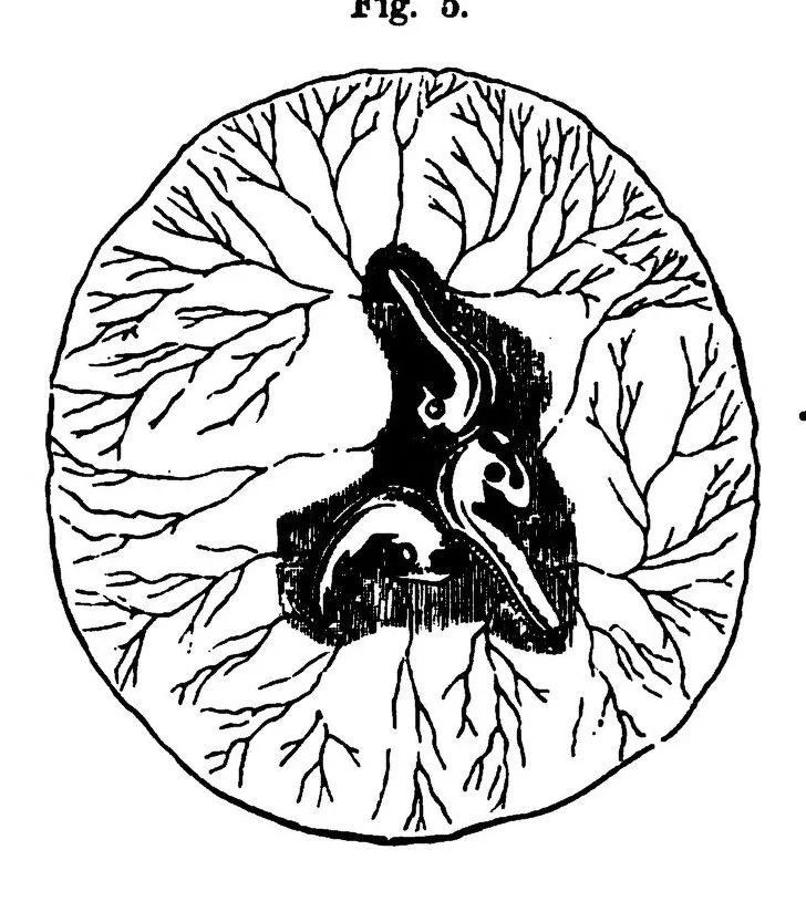 An illustration from Scientific American, Vol. 38, No. 20 (1878), 1878, leaf 7