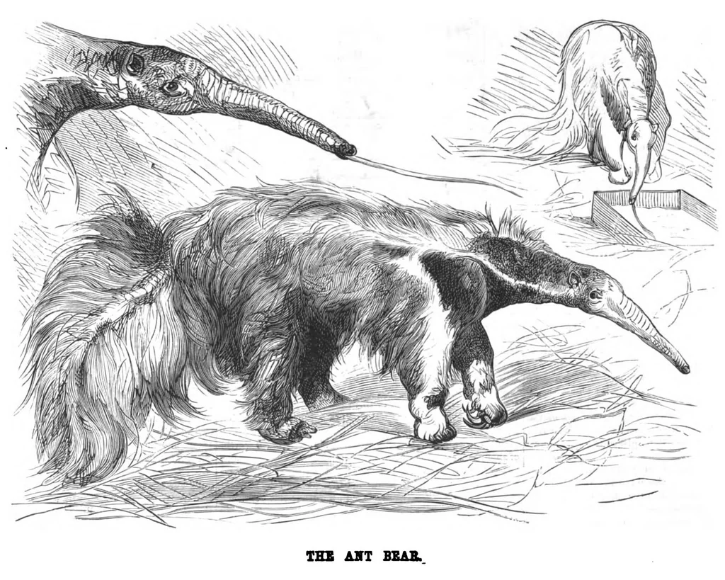 An illustration from Scientific American, Vol. 38, No. 22 (1878), 1878, leaf 8