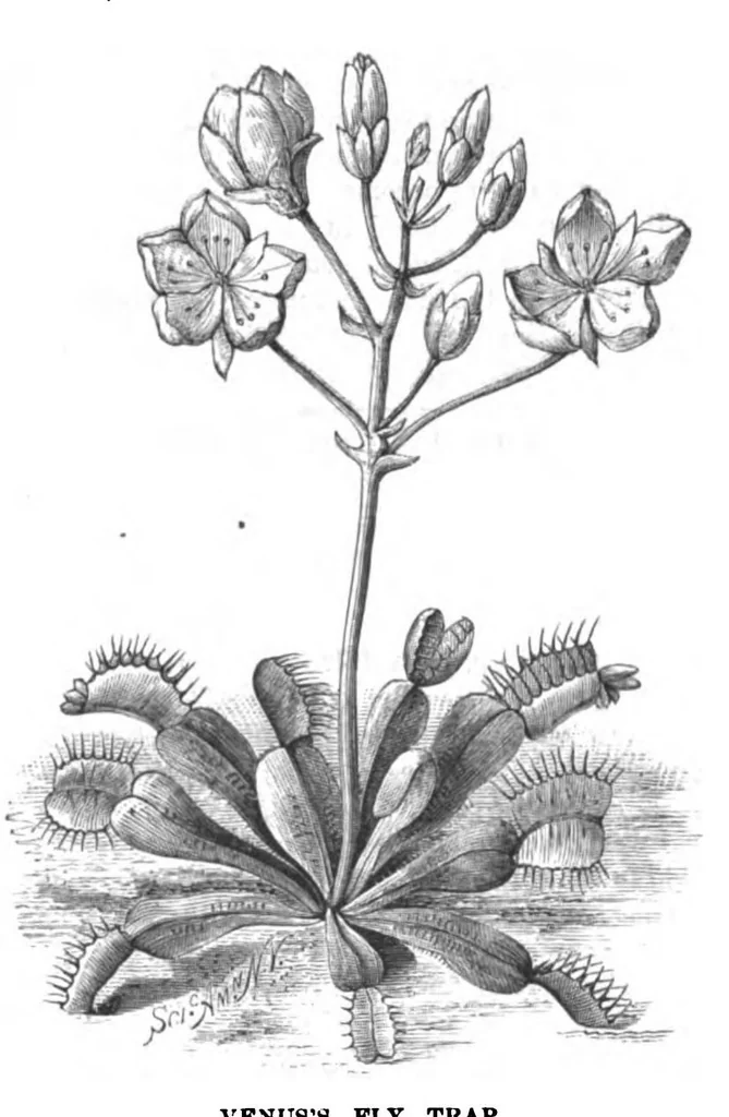 An illustration from Scientific American, Vol. 38, Nos. 24–25 (1878), 1878, leaf 10