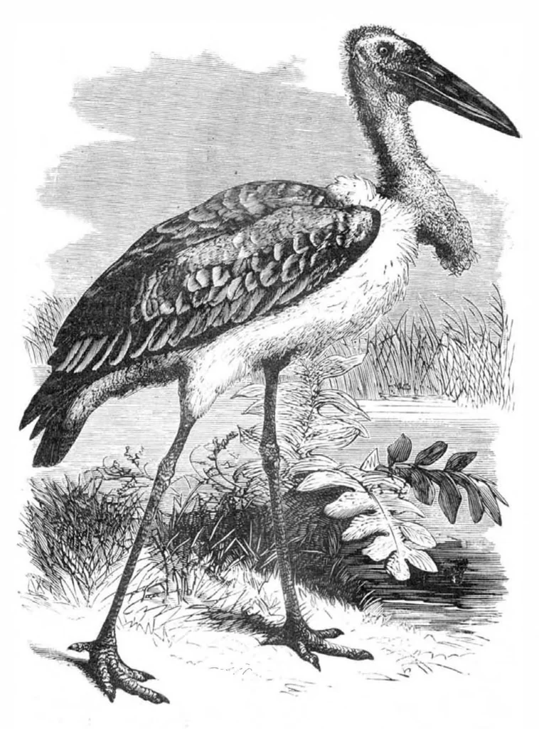 An illustration from Scientific American, Vol. 39, No. 4 (1878), 1878, leaf 10