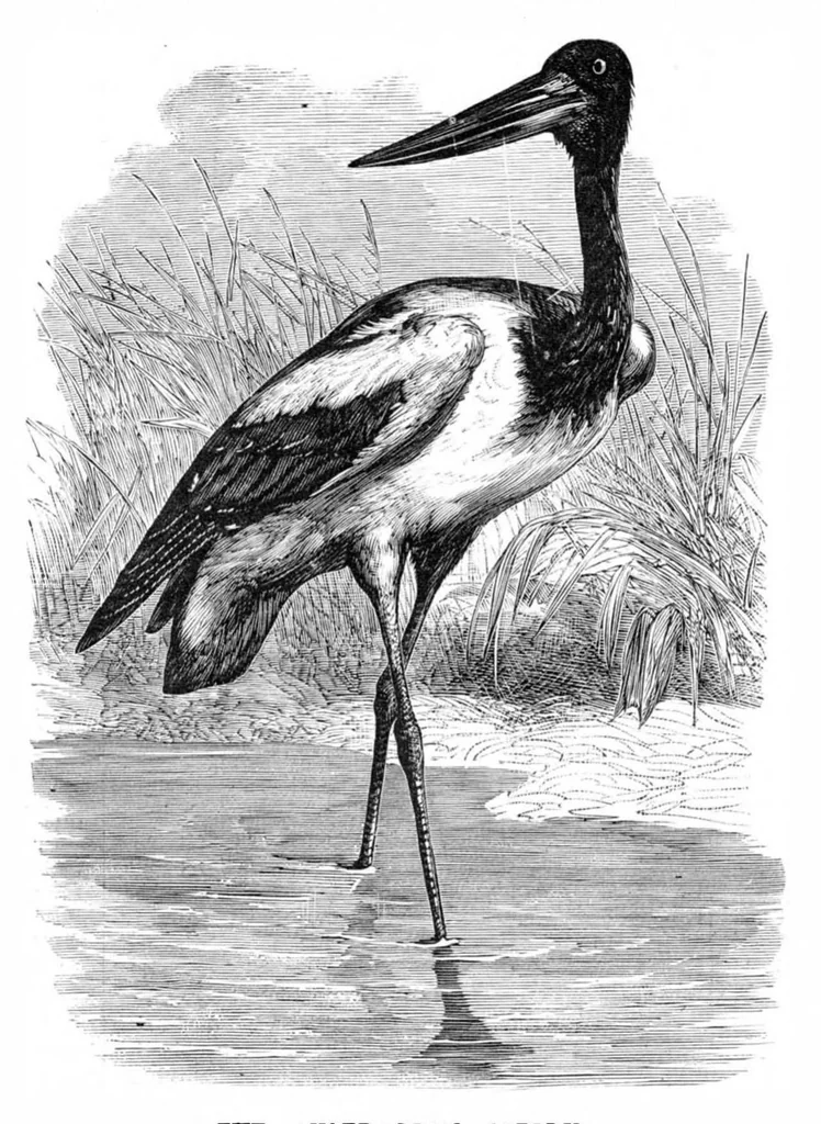 An illustration from Scientific American, Vol. 39, No. 5 (1878), 1878, leaf 7