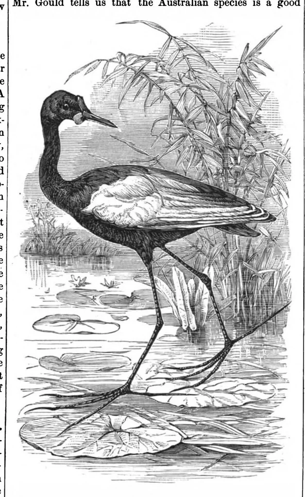 An illustration from Scientific American, Vol. 39, No. 23 (1878), 1878, leaf 8