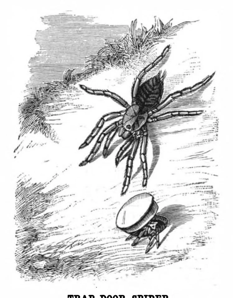 An illustration from Scientific American, Vol. 39, No. 24 (1878), 1878, leaf 8