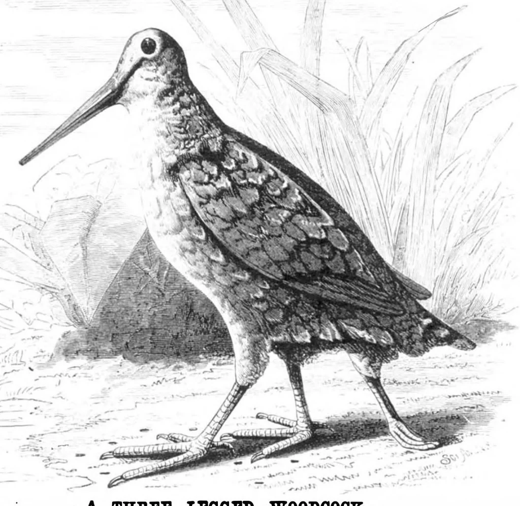 An illustration from Scientific American, Vol. 40, No. 2 (1879), 1879, leaf 8