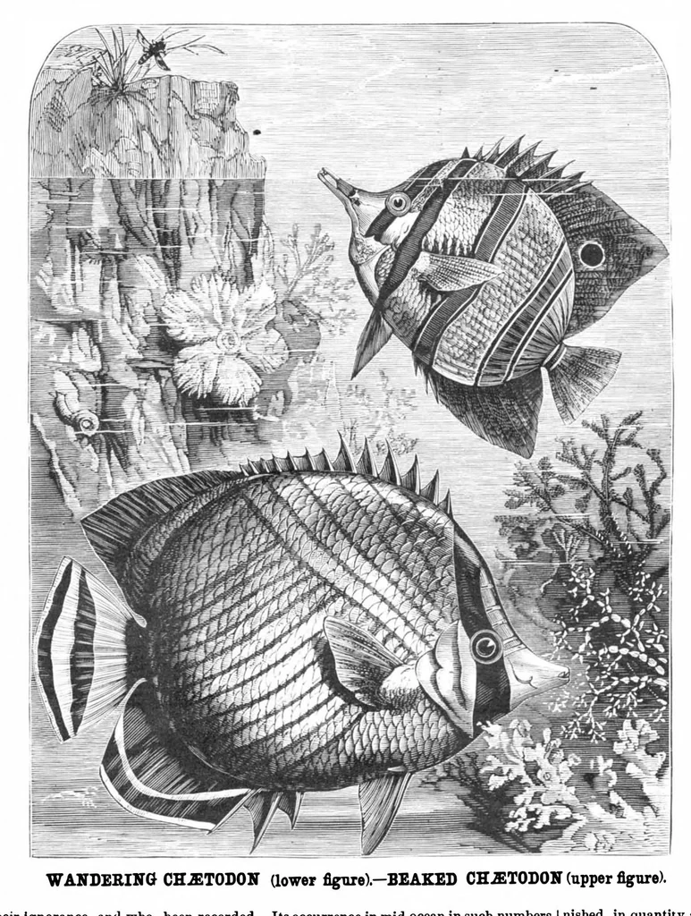 An illustration from Scientific American, Vol. 40, No. 3 (1879), 1879, leaf 8