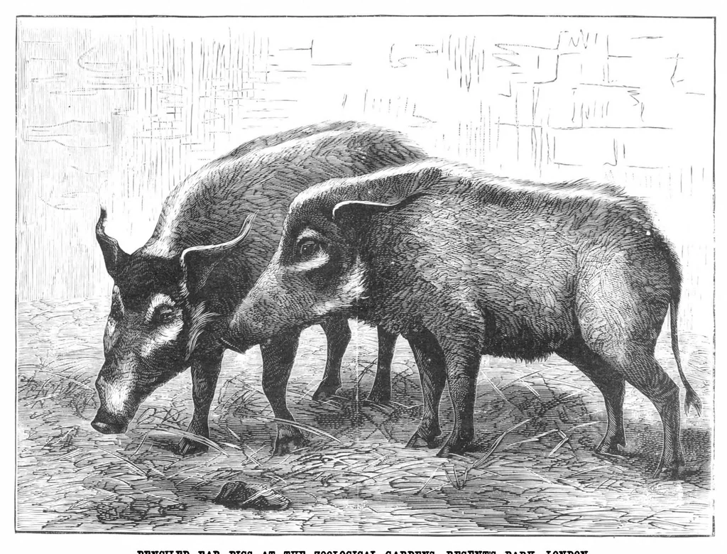 An illustration from Scientific American, Vol. 40, No. 4 (1879), 1879, leaf 8