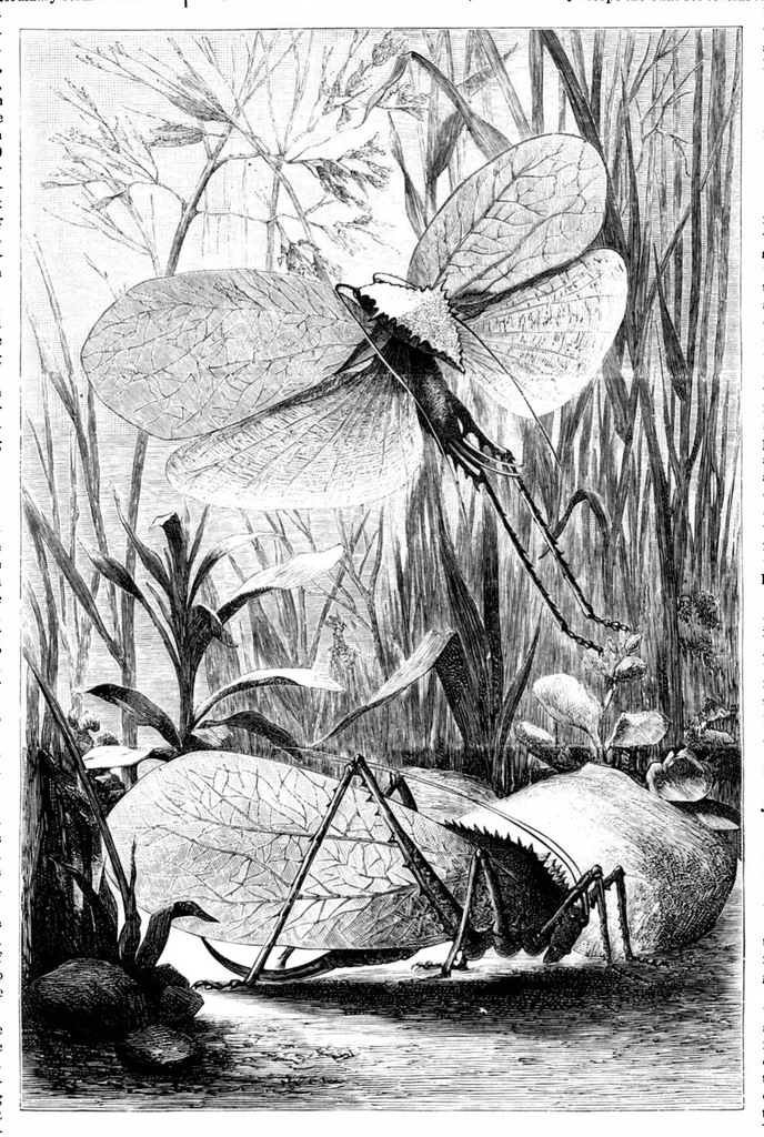 An illustration from Scientific American, Vol. 40, No. 6 (1879), 1879, leaf 8