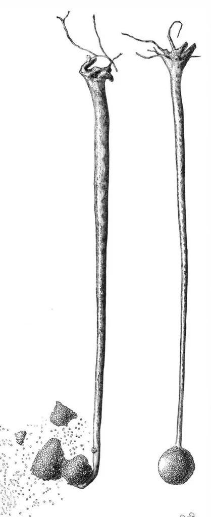 An illustration from Scientific American, Vol. 40, No. 10 (1879), 1879, leaf 10