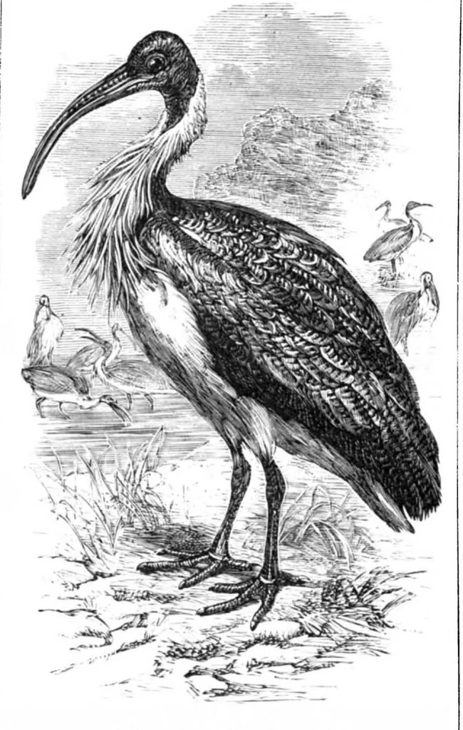 An illustration from Scientific American, Vol. 40, No. 11 (1879), 1879, leaf 10
