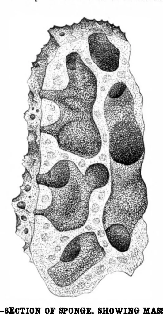 An illustration from Scientific American, Vol. 40, No. 11 (1879), 1879, leaf 8