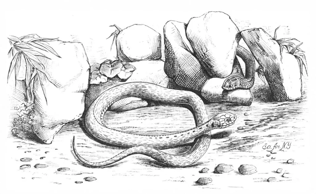An illustration from Scientific American, Vol. 40, No. 14 (1879), 1879, leaf 10
