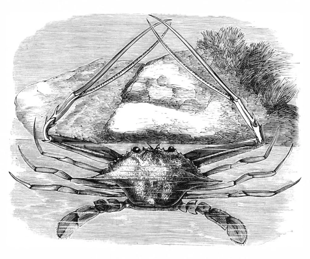 An illustration from Scientific American, Vol. 40, No. 15 (1879), 1879, leaf 8