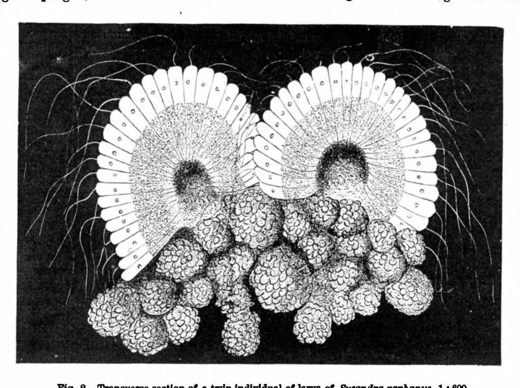 An illustration from Scientific American, Vol. 40, No. 18 (1879), 1879, leaf 10