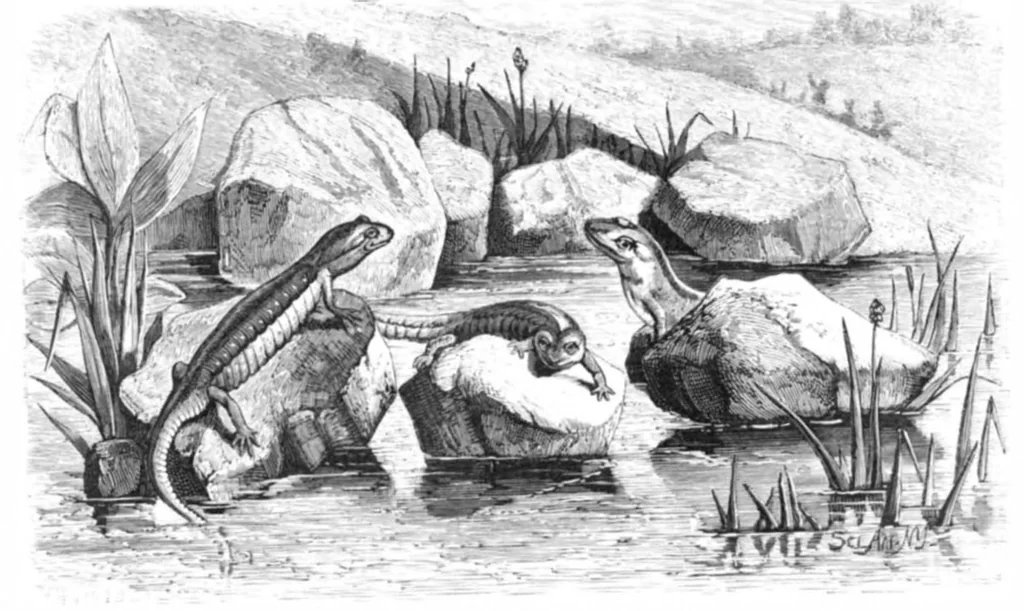 An illustration from Scientific American, Vol. 40, No. 21 (1879), 1879, leaf 10