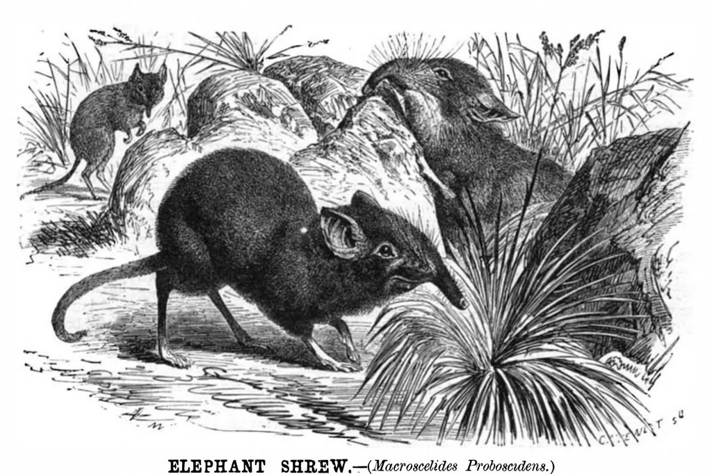 An illustration from Scientific American, Vol. 41, No. 1 (1879), 1879, leaf 7