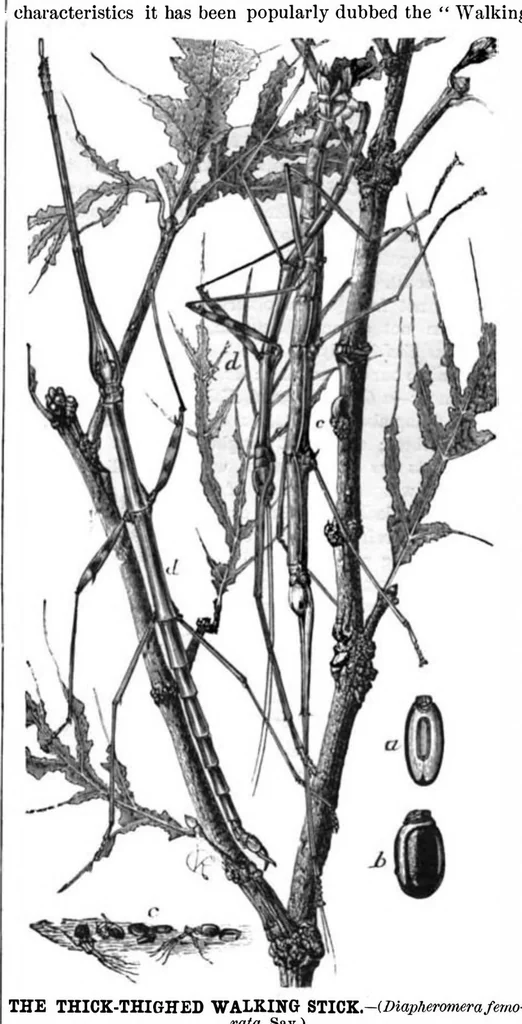 An illustration from Scientific American, Vol. 41, No. 1 (1879), 1879, leaf 7