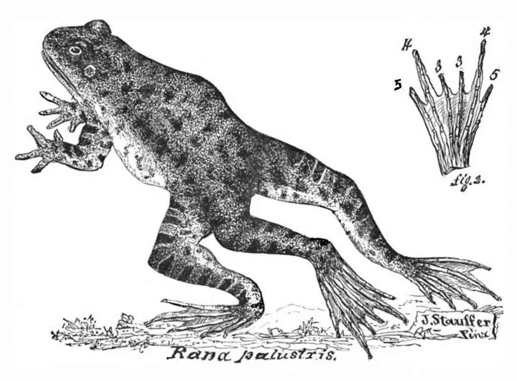 An illustration from Scientific American, Vol. 41, No. 11 (1879), 1879, leaf 6