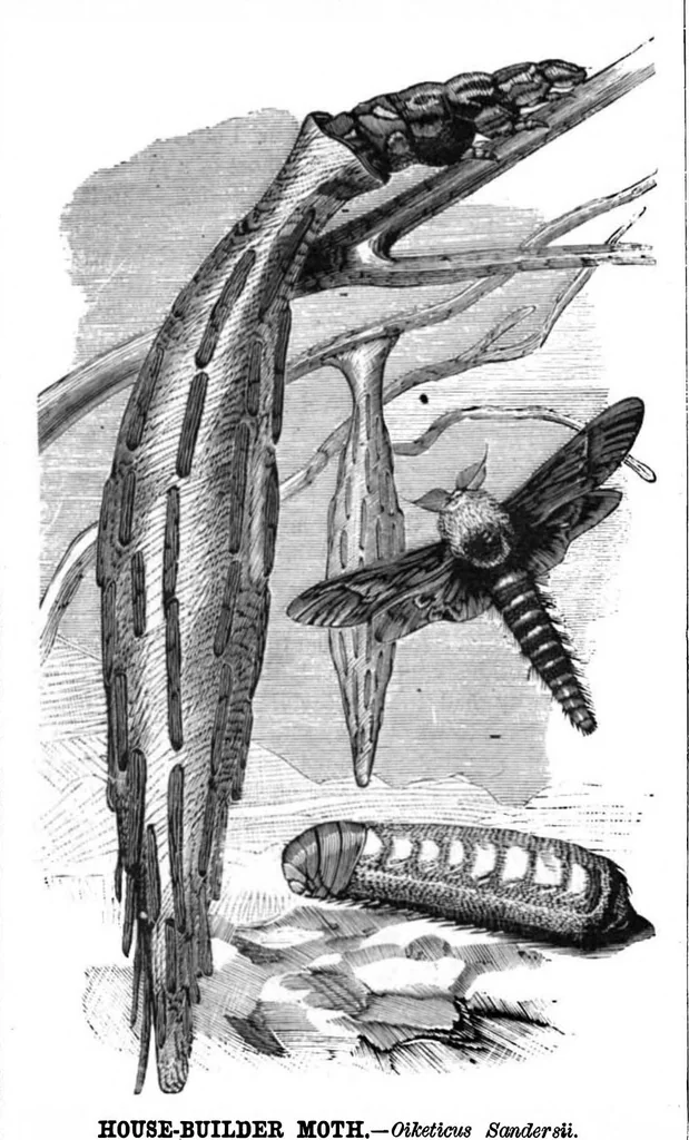 An illustration from Scientific American, Vol. 41, No. 22 (1879), 1879, leaf 8
