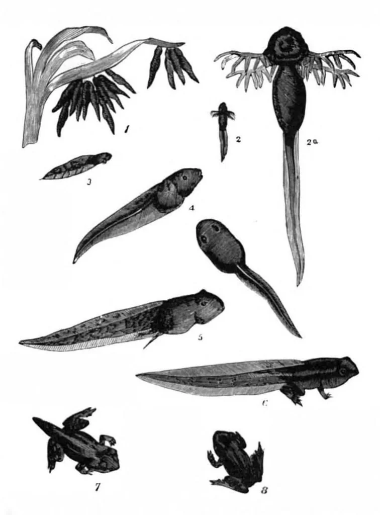 An illustration from Scientific American, Vol. 41, No. 22 (1879), 1879, leaf 8