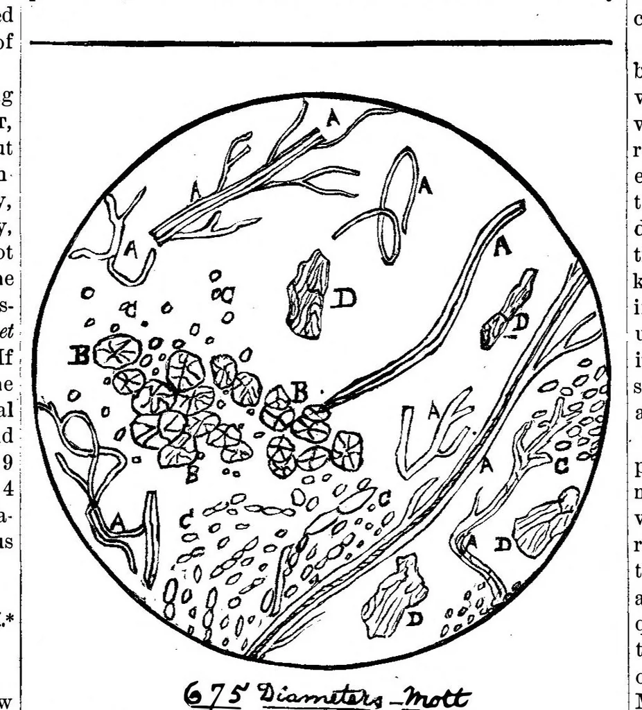 An illustration from Scientific American, Vol. 41, No. 25 (1879), 1879, leaf 6