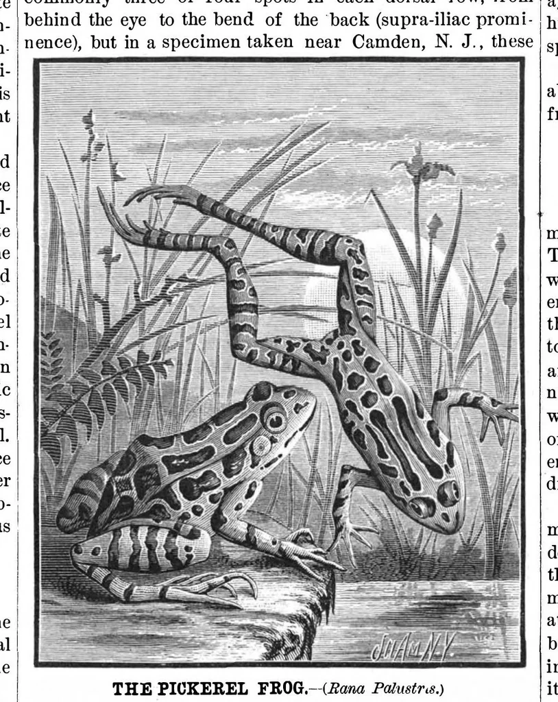 An illustration from Scientific American, Vol. 42, No. 9 (1880), 1880, leaf 8