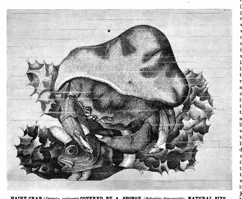 An illustration from Scientific American, Vol. 42, No. 10 (1880), 1880, leaf 10