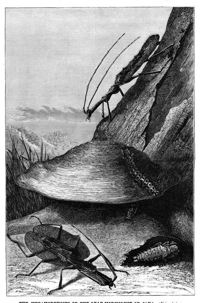 An illustration from Scientific American, Vol. 42, No. 11 (1880), 1880, leaf 8