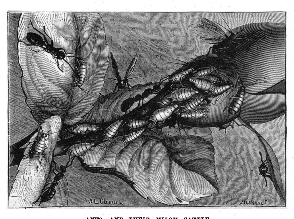 An illustration from Scientific American, Vol. 42, No. 21 (1880), 1880, leaf 8