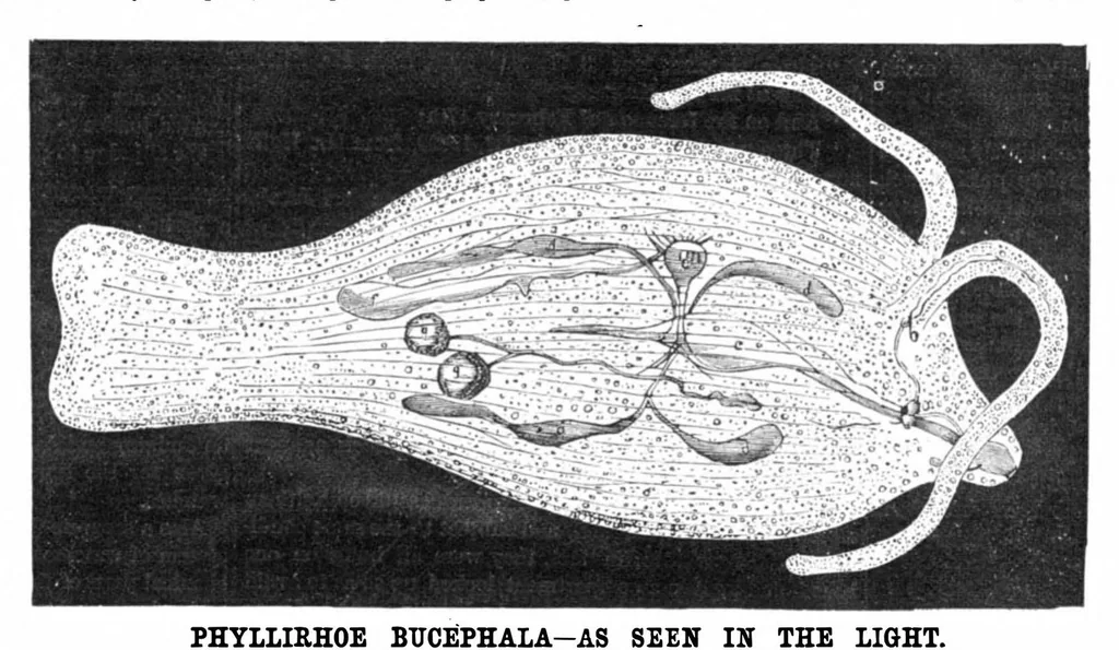 An illustration from Scientific American, Vol. 43, No. 1 (1880), 1880, leaf 7