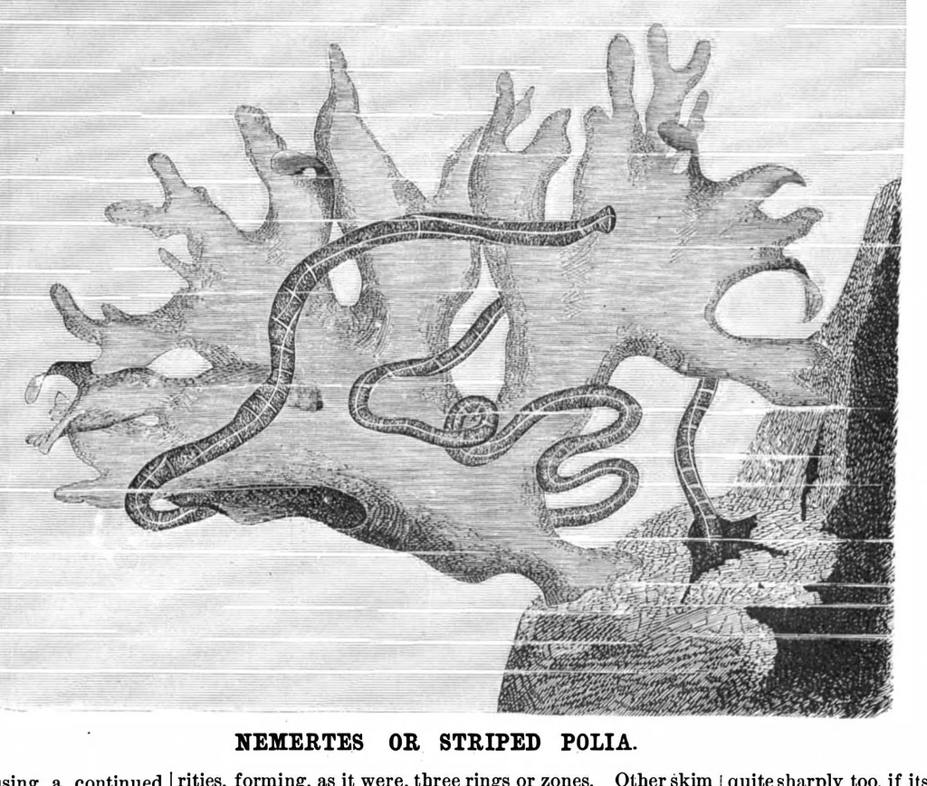 An illustration from Scientific American, Vol. 43, No. 2 (1880), 1880, leaf 8