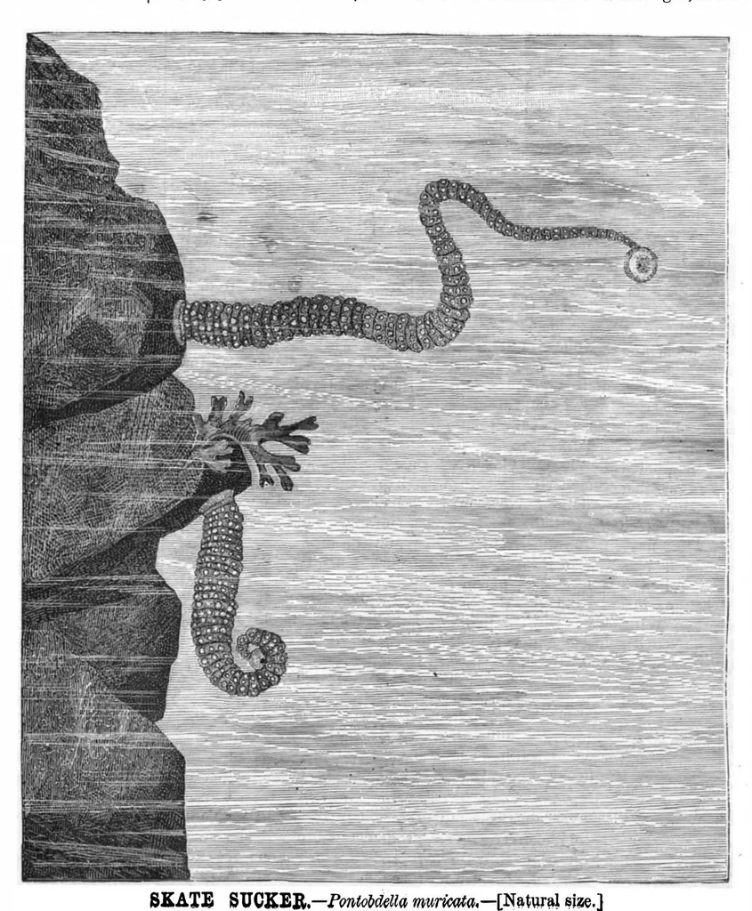 An illustration from Scientific American, Vol. 43, No. 3 (1880), 1880, leaf 8