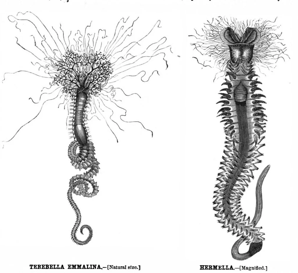 An illustration from Scientific American, Vol. 43, No. 3 (1880), 1880, leaf 8