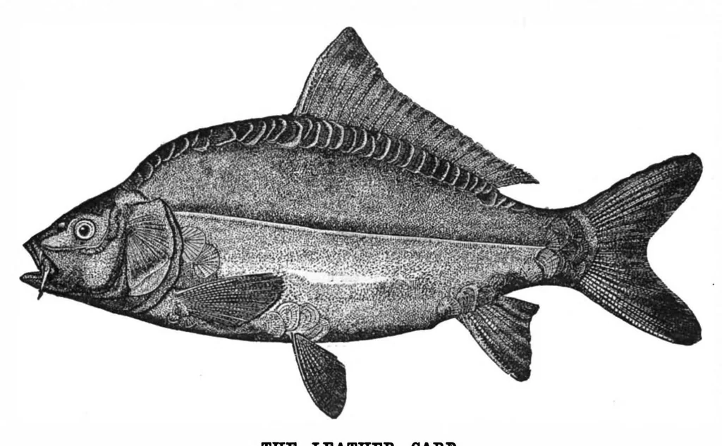 An illustration from Scientific American, Vol. 43, No. 5 (1880), 1880, leaf 8
