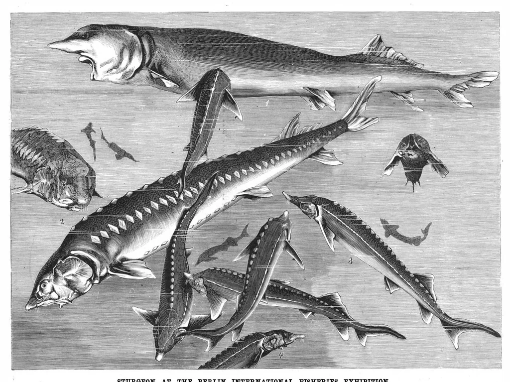 An illustration from Scientific American, Vol. 43, No. 7 (1880), 1880, leaf 8
