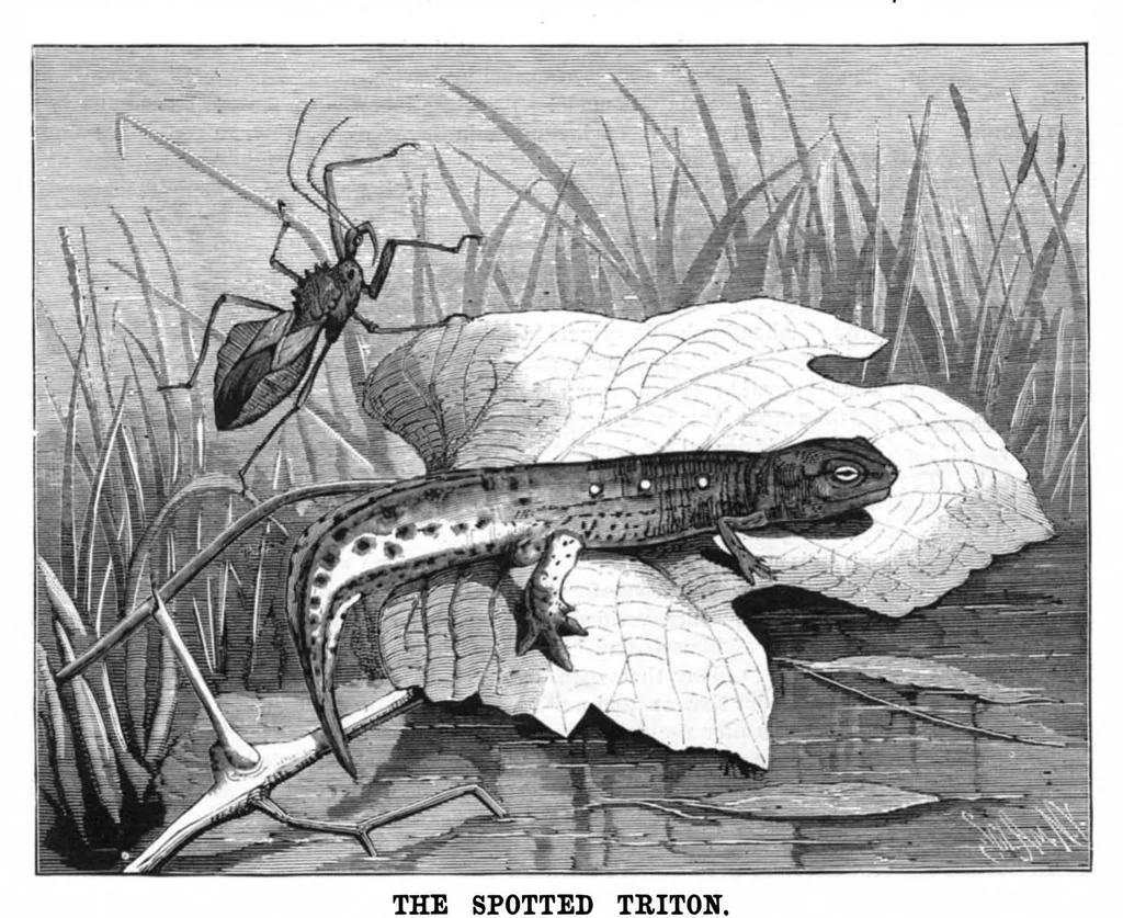 An illustration from Scientific American, Vol. 43, No. 10 (1880), 1880, leaf 8