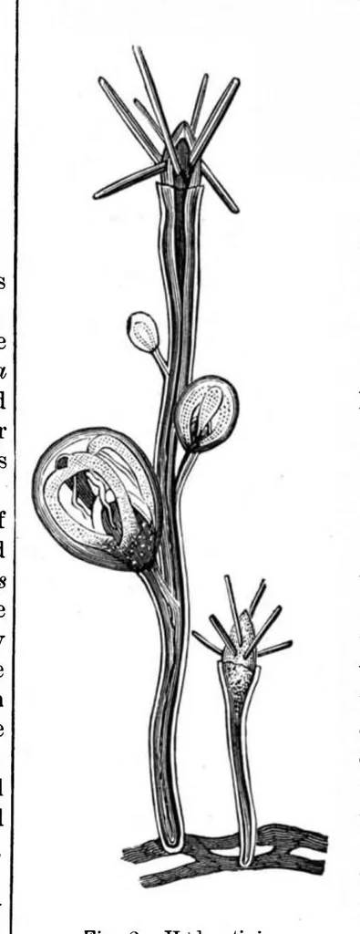 An illustration from Scientific American, Vol. 43, No. 16 (1880), 1880, leaf 8
