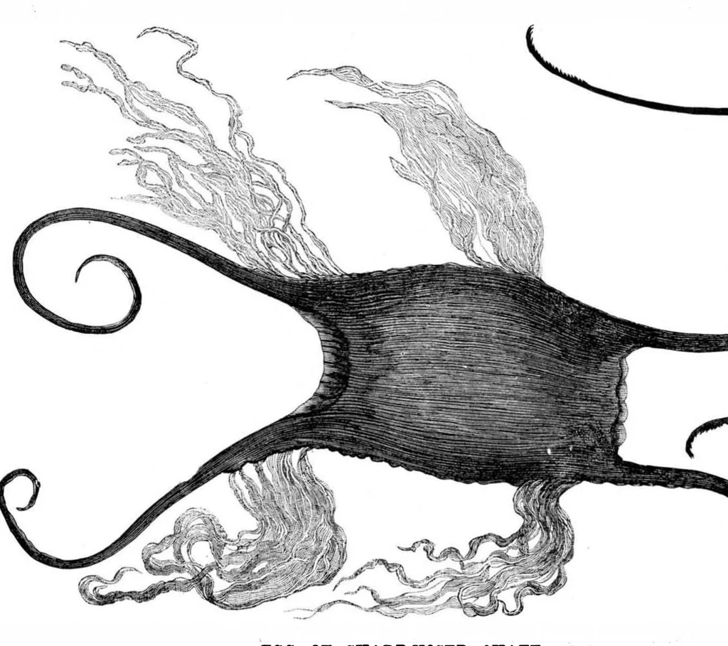 An illustration from Scientific American, Vol. 43, No. 17 (1880), 1880, leaf 9