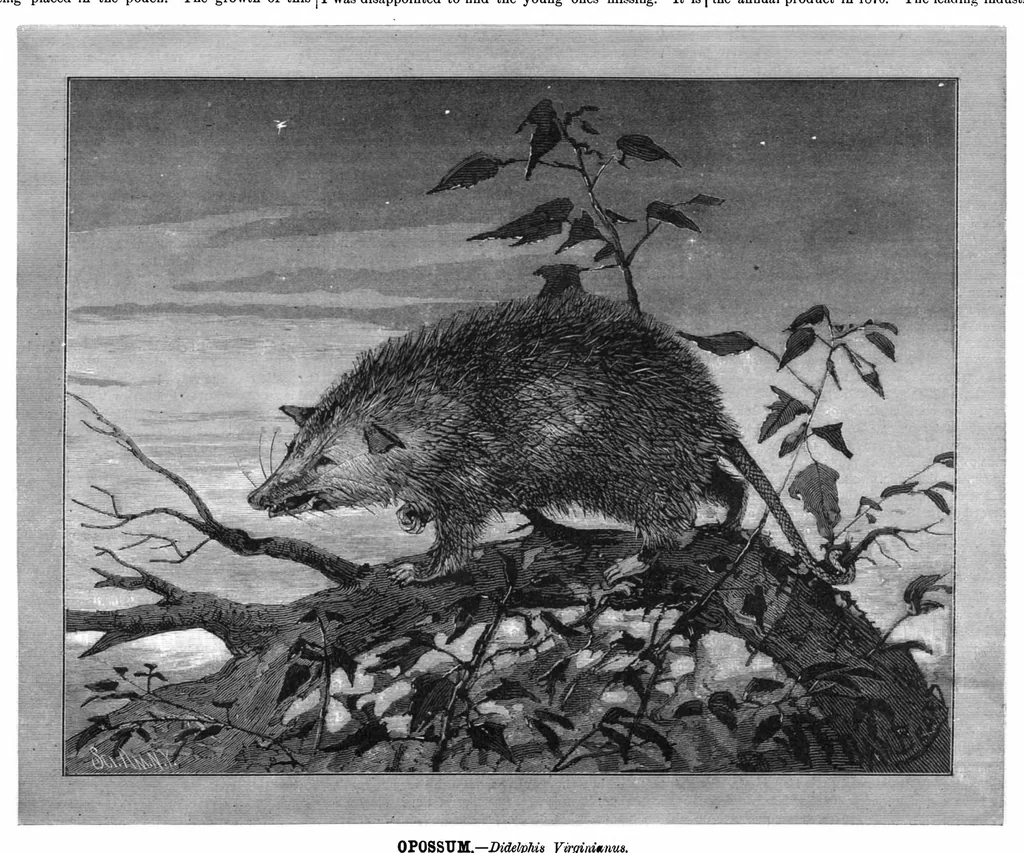An illustration from Scientific American, Vol. 43, No. 24 (1880), 1880, leaf 8