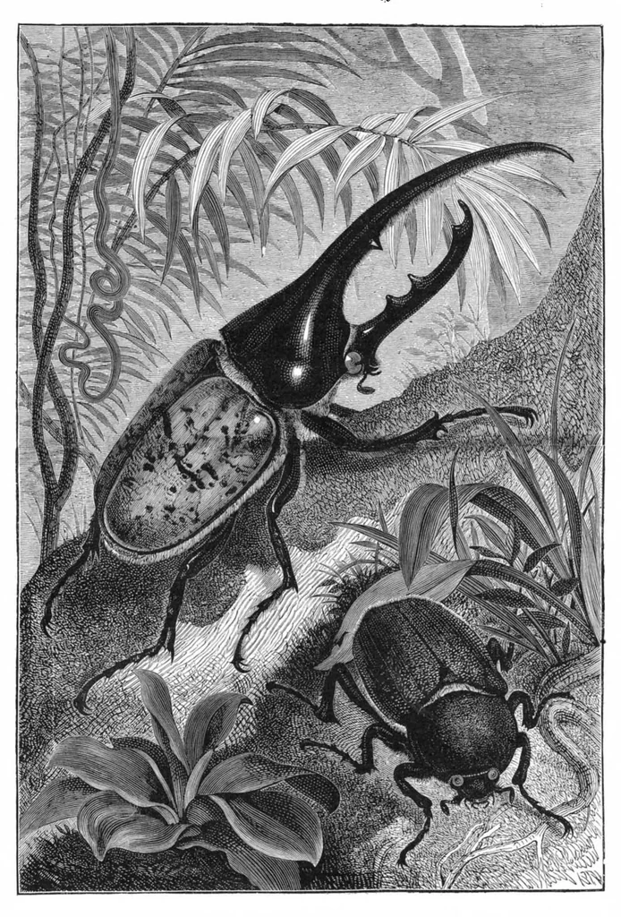An illustration from Scientific American, Vol. 43, No. 25 (1880), 1880, leaf 8