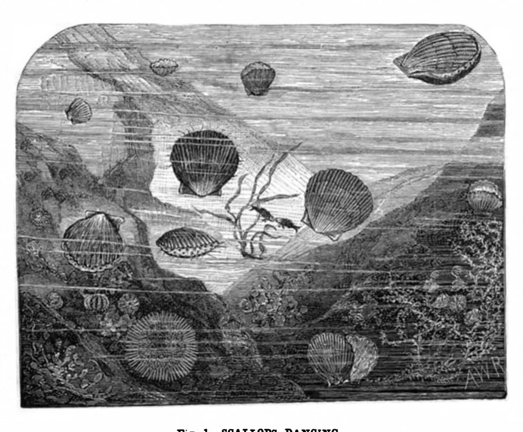 An illustration from Scientific American, Vol. 44, No. 1 (1881), 1881, leaf 9