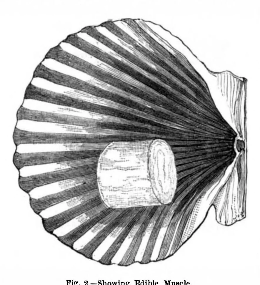 An illustration from Scientific American, Vol. 44, No. 1 (1881), 1881, leaf 9