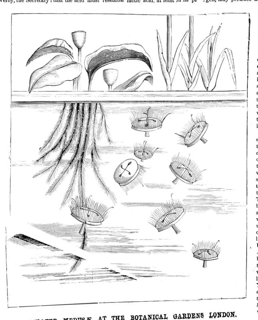 An illustration from Scientific American, Vol. 44, No. 4 (1881), 1881, leaf 8
