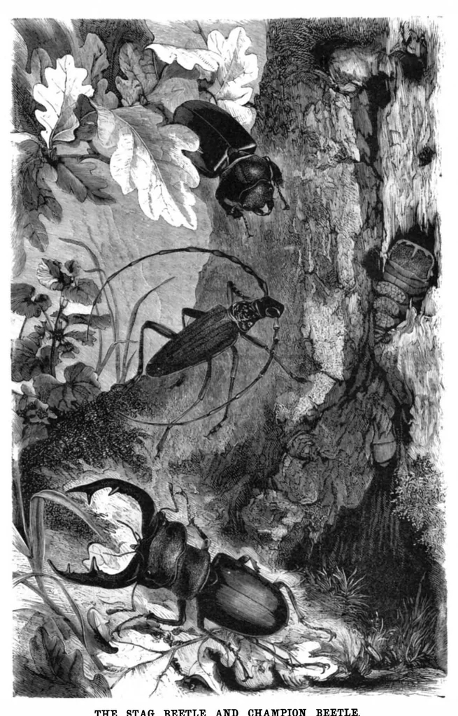 An illustration from Scientific American, Vol. 44, No. 18 (1881), 1881, leaf 8
