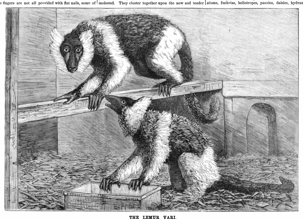 An illustration from Scientific American, Vol. 44, No. 21 (1881), 1881, leaf 8