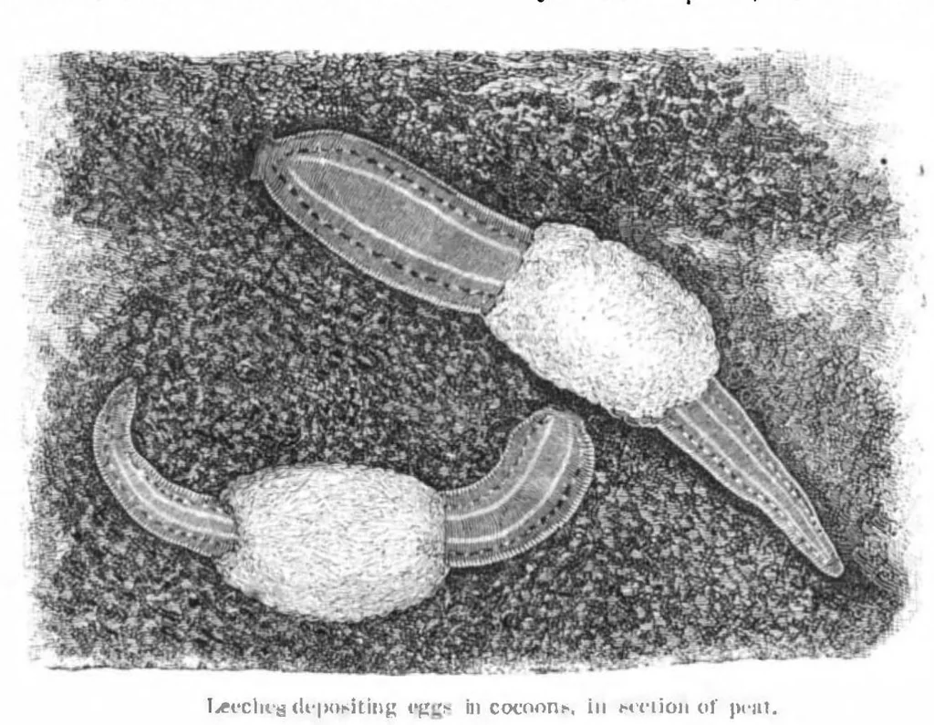An illustration from Scientific American, Vol. 44, No. 23 (1881), 1881, leaf 8